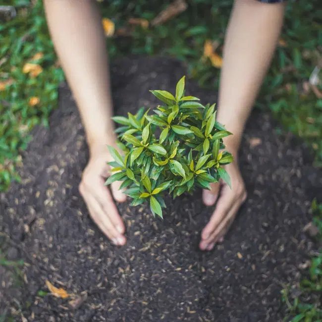 Planting Trees with Purpose